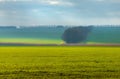 Emerald fields. Spring fog. Winter culture. Royalty Free Stock Photo